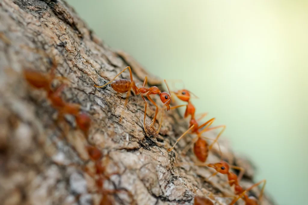 Désinsectisation cafards, punaises de lit, fourmis